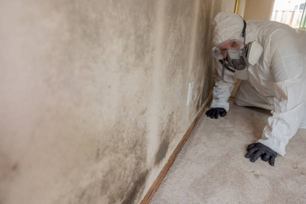 Best Basement Mold Removal  in Caldwell, TX